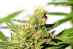 KANNABIA SEED - BCN Diesel CBD