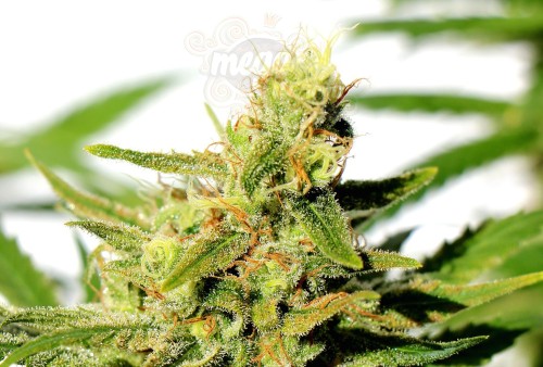 KANNABIA SEED - BCN Diesel CBD