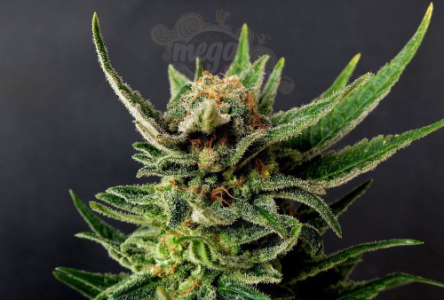 Kannabia Seed - Gypsy Kush