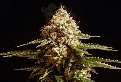KANNABIA SEED - La Blanca