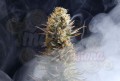 KANNABIA SEED - Kaboom (La Reina de Africa)