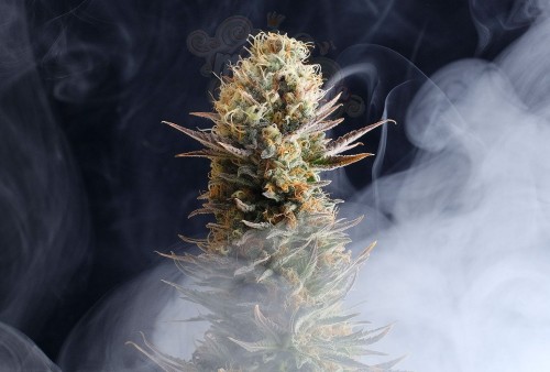 KANNABIA SEED - Kaboom (La Reina de Africa)