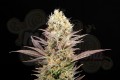 KANNABIA SEED - Kaboom (La Reina de Africa)