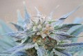 KANNABIA SEED -  Skunk + (Power Skunk)