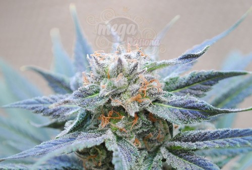 KANNABIA SEED -  Skunk + (Power Skunk)