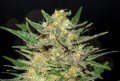 KANNABIA SEED - Thai Fantasy