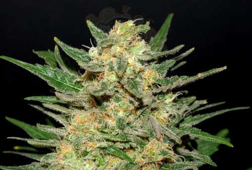 KANNABIA SEED - Thai Fantasy