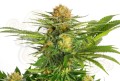 KANNABIA SEED - White Domina