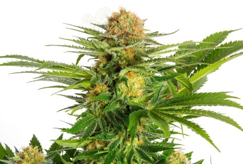 KANNABIA SEED - White Domina