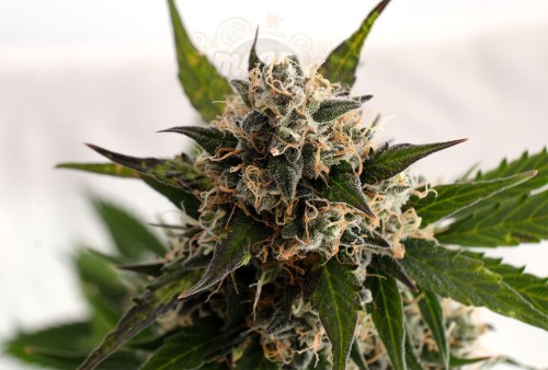 KANNABIA SEED - Kickass Auto (B. Lee Auto)
