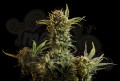 KANNABIA SEED - Gnomo Auto