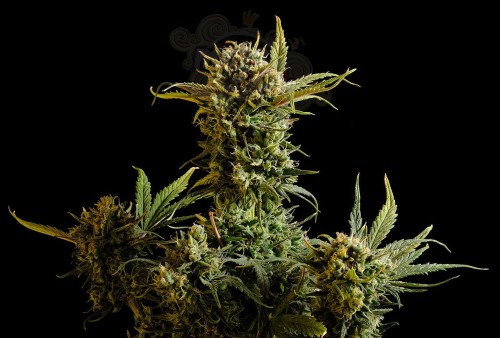 KANNABIA SEED - Gnomo Auto
