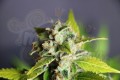 KANNABIA SEED - Mikromachine Auto