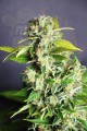 KANNABIA SEED - Mikromachine Auto