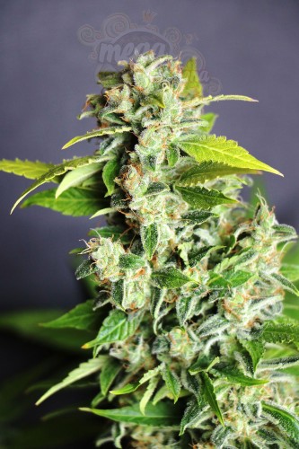KANNABIA SEED - Mikromachine Auto