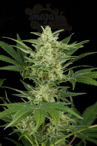 Critical Auto