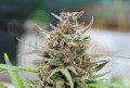 KANNABIA SEED - Baby Boom Auto