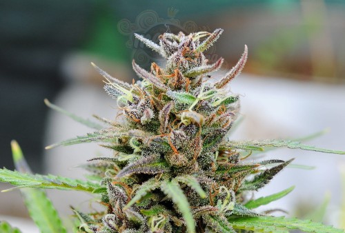 KANNABIA SEED - Baby Boom Auto