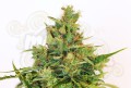 KANNABIA SEED - Karibbean Mango (Karibena)