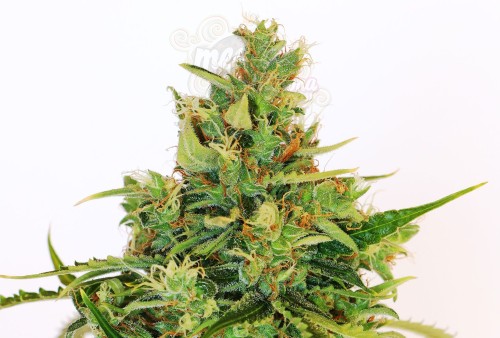 KANNABIA SEED - Karibbean Mango (Karibena)
