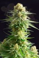 KANNABIA SEED - Kritikal-K