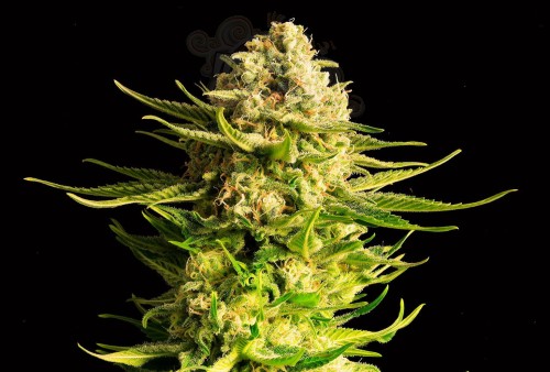 KANNABIA SEED - Indica Cream (Kreamy Karamel)