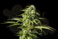 Kannabia Seed - Big Bull