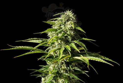 Kannabia Seed - Big Bull