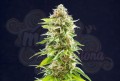 Kannabia Seed - Cookies Haze