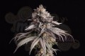 Kannabia Seed - Gelato-K