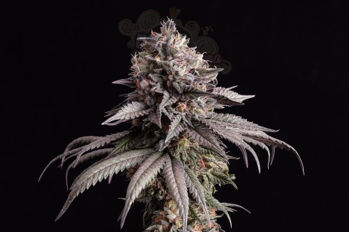Kannabia Seed - Gelato-K