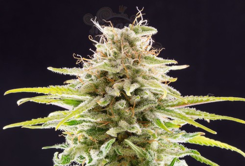 Kannabia Seed - Super OG Kush