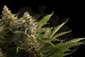 Kannabia Seed - Colombian Jack