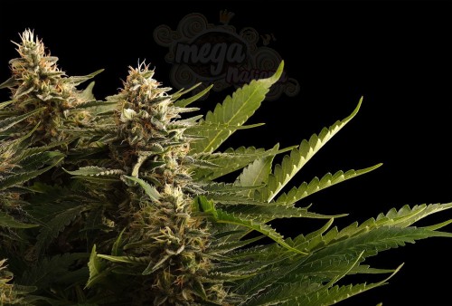 Kannabia Seed - Colombian Jack
