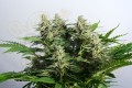 Kannabia Seed - Colombian Jack