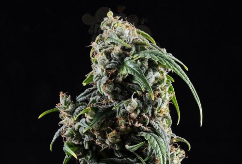 Kannabia Seed - Kannabia CBDV Auto
