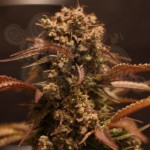 -40% WYPRZEDAŻ Doctor's Choice - Purple Ryder Auto 3szt