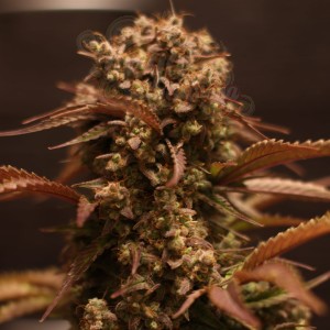 -40% WYPRZEDAŻ Doctor's Choice - Purple Ryder Auto 3szt