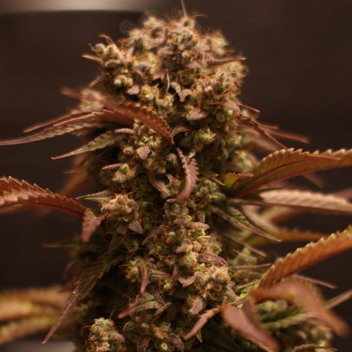 -40% WYPRZEDAŻ Doctor's Choice - Purple Ryder Auto 3szt