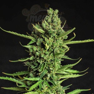 -40% WYPRZEDAŻ Doctor's Choice - Devotchka Auto 3szt