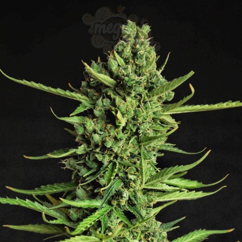 -40% WYPRZEDAŻ Doctor's Choice - Devotchka Auto 3szt