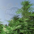 FEMALESEEDS - Outdoor Grapefruit