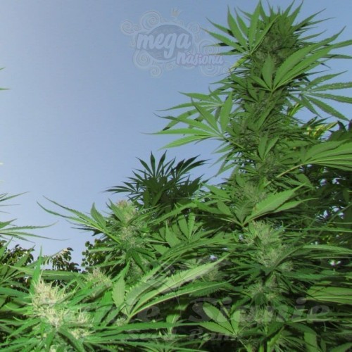 FEMALESEEDS - Outdoor Grapefruit