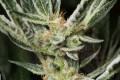 DINAFEM - OG Kush Auto