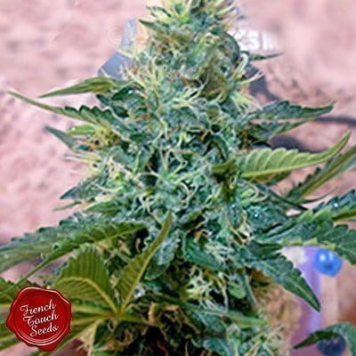 FRENCH TOUCH SEEDS - Sativa des Rois