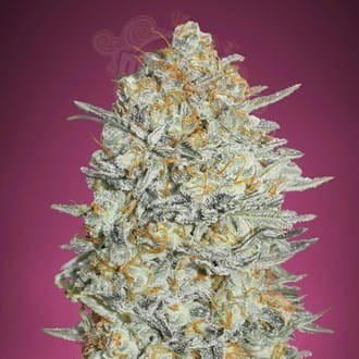 Gelato #33 Fast
