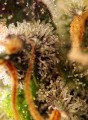Sweet Seeds - Gorilla Sherbet F1 Fast Version