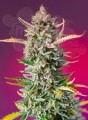 Sweet Seeds - Gorilla Sherbet F1 Fast Version