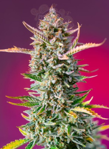 Sweet Seeds - Gorilla Sherbet F1 Fast Version