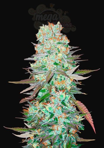 FastBuds - G14 Auto